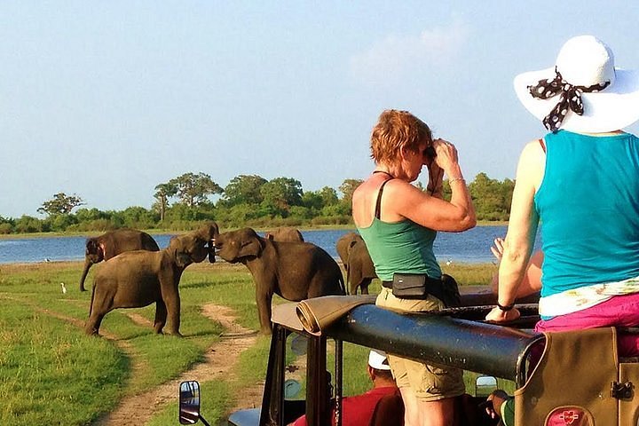 Elephants observed respectfully from a safari vehicle