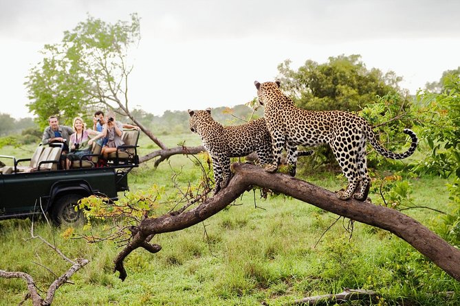 Leopards beside a private safari jeep in Sri Lanka